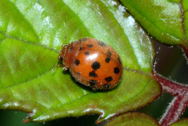 Henosepilachna argus e Subcoccinella vigintiquatuorpunctata